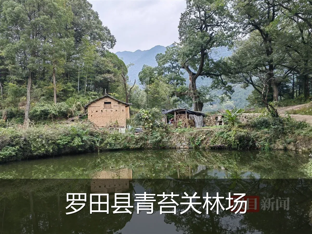 罗田县青苔关林场